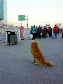 忠犬少帅报恩手册,报恩手册中的忠诚与智慧